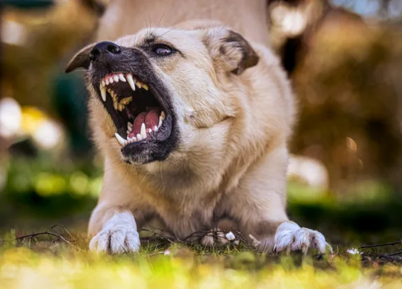 dog with sharp teeth